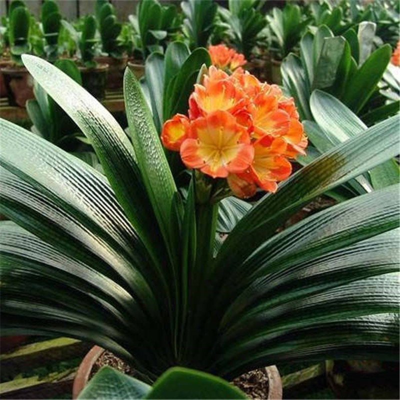 四季君子兰带花苞盆栽小苗室内花卉植物圆头和尚
