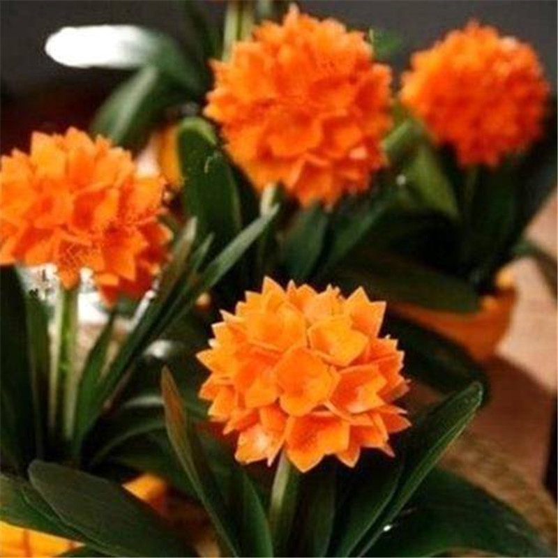 四季君子兰带花苞盆栽小苗室内花卉植物圆头和尚