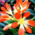 四季君子兰带花苞盆栽小苗室内花卉植物圆头和尚