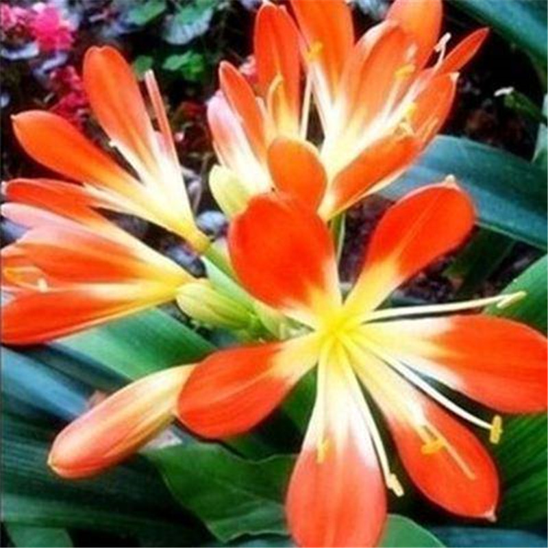 四季君子兰带花苞盆栽小苗室内花卉植物圆头和尚
