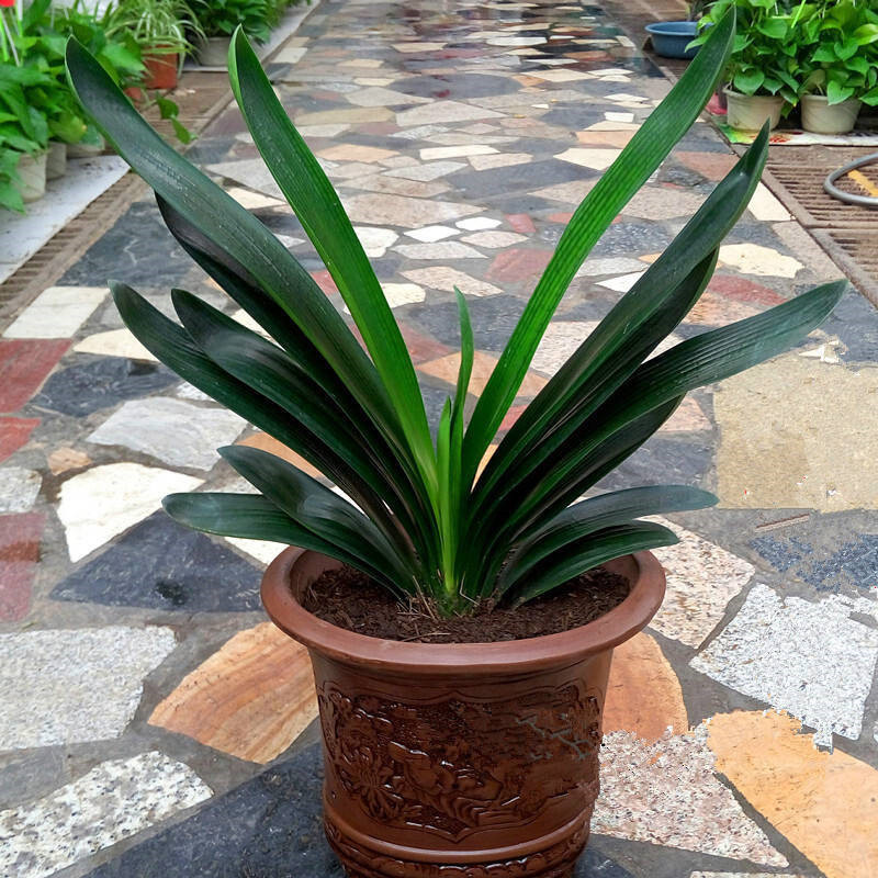 四季君子兰带花苞盆栽小苗室内花卉植物圆头和尚