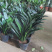 四季君子兰带花苞盆栽小苗室内花卉植物圆头和尚