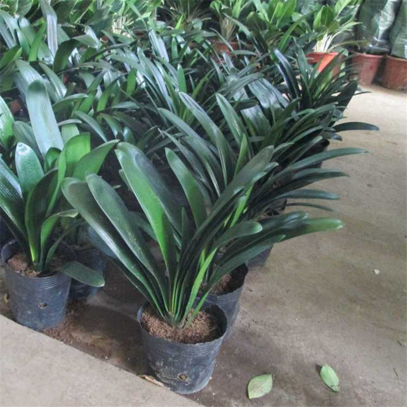 四季君子兰带花苞盆栽小苗室内花卉植物圆头和尚