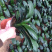 四季君子兰带花苞盆栽小苗室内花卉植物圆头和尚