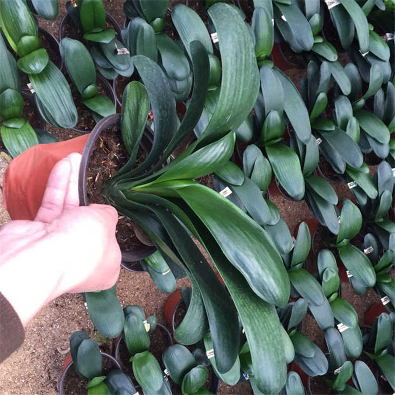 四季君子兰带花苞盆栽小苗室内花卉植物圆头和尚
