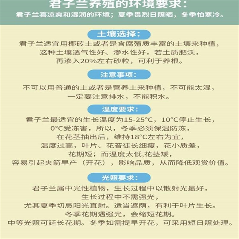 四季君子兰带花苞盆栽小苗室内花卉植物圆头和尚