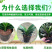 四季君子兰带花苞盆栽小苗室内花卉植物圆头和尚