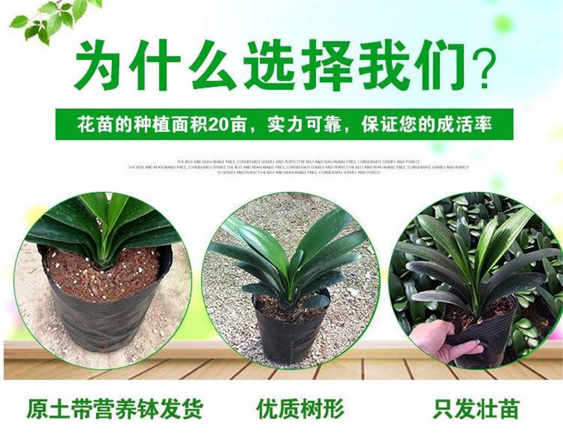 四季君子兰带花苞盆栽小苗室内花卉植物圆头和尚