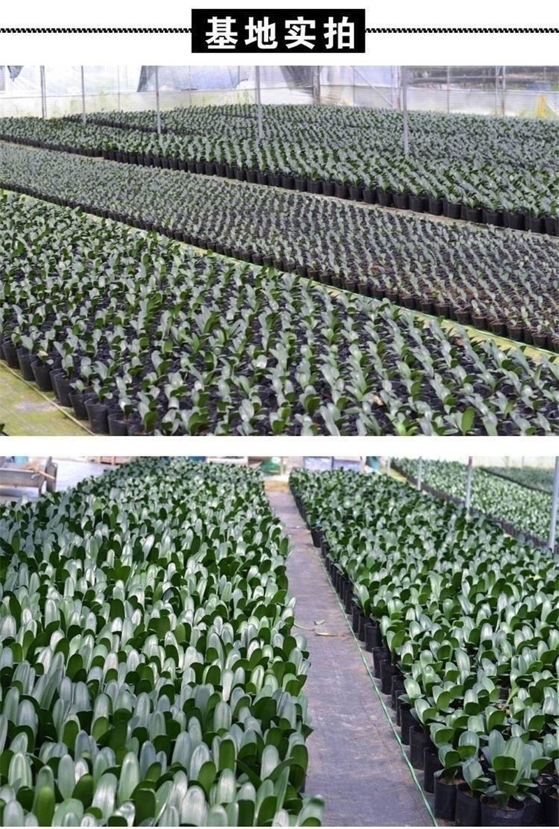 四季君子兰带花苞盆栽小苗室内花卉植物圆头和尚
