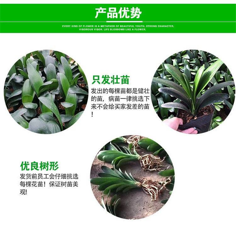 四季君子兰带花苞盆栽小苗室内花卉植物圆头和尚