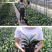 四季君子兰带花苞盆栽小苗室内花卉植物圆头和尚