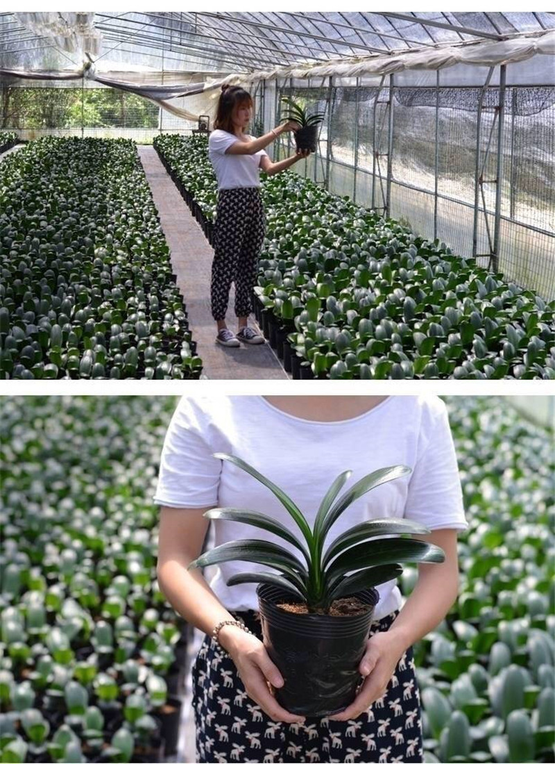 四季君子兰带花苞盆栽小苗室内花卉植物圆头和尚