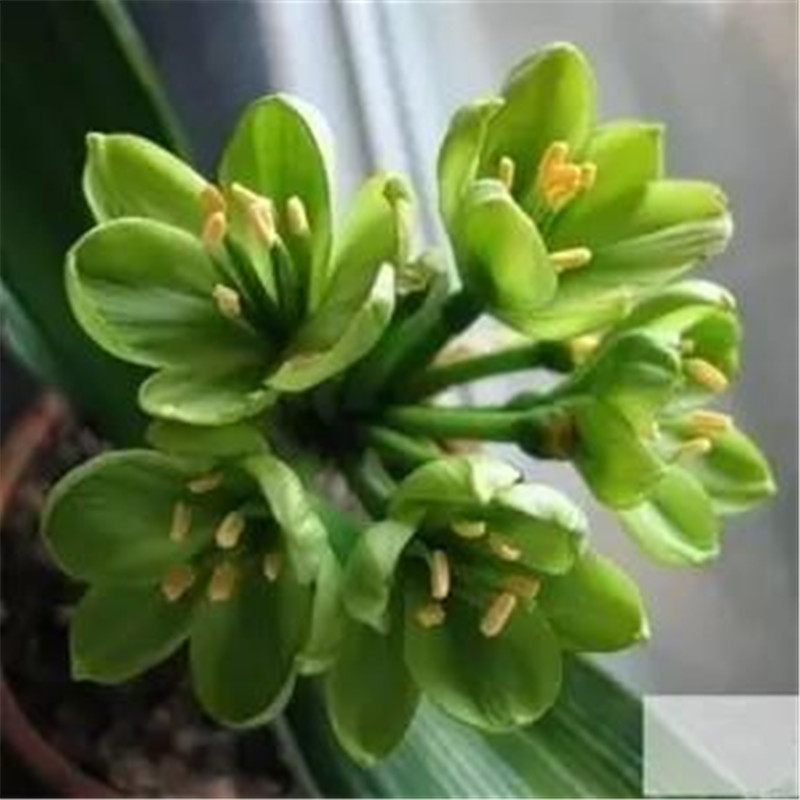 四季君子兰带花苞盆栽小苗室内花卉植物圆头和尚
