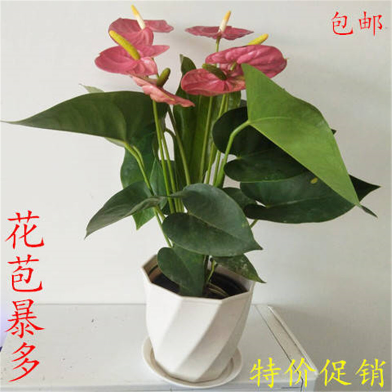 四季开花花苗红掌红掌盆栽粉掌盆栽玫瑰水培白掌花卉室内