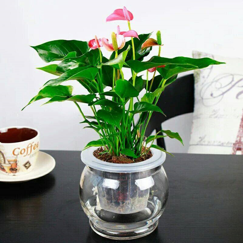 四季开花花苗红掌红掌盆栽粉掌盆栽玫瑰水培白掌花卉室内
