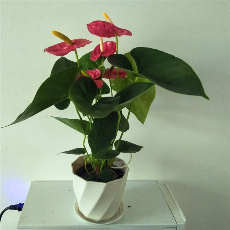 四季开花花苗红掌红掌盆栽粉掌盆栽玫瑰水培白掌花卉室内