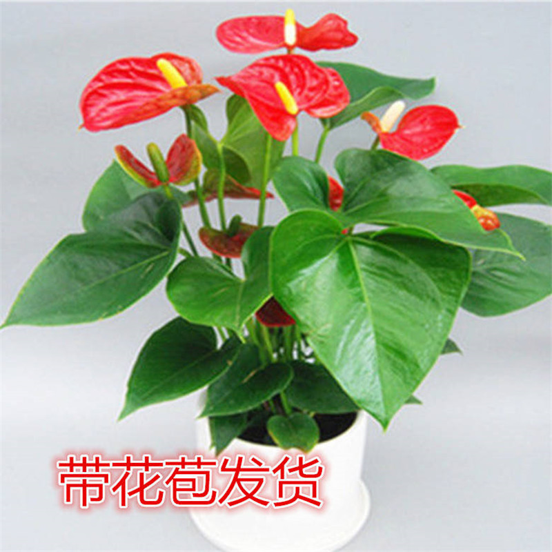 四季开花花苗红掌红掌盆栽粉掌盆栽玫瑰水培白掌花卉室内