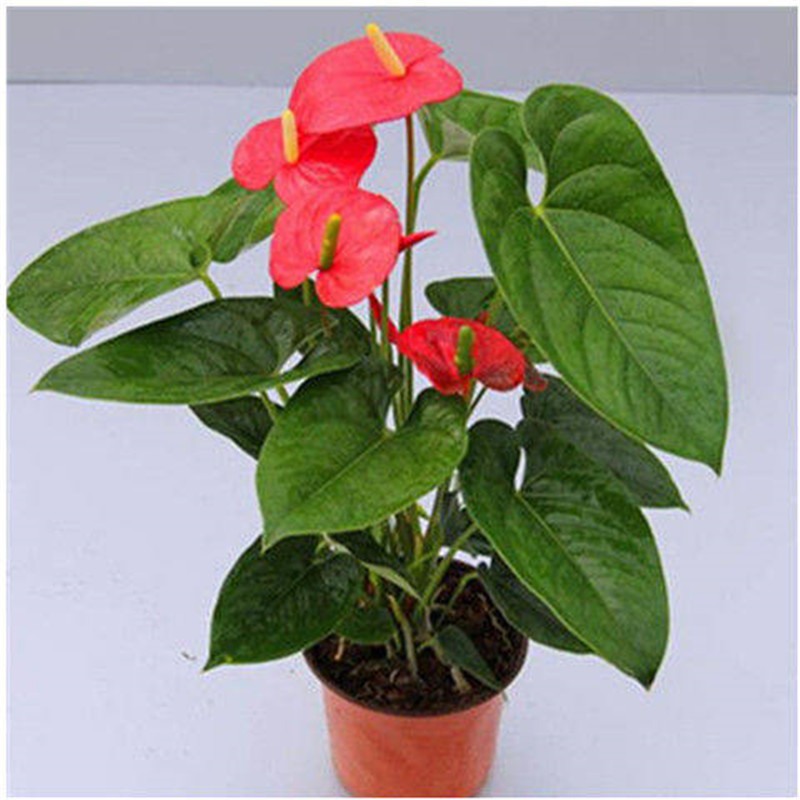 四季开花花苗红掌红掌盆栽粉掌盆栽玫瑰水培白掌花卉室内