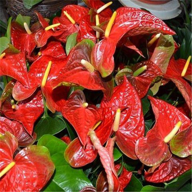 四季开花花苗红掌红掌盆栽粉掌盆栽玫瑰水培白掌花卉室内