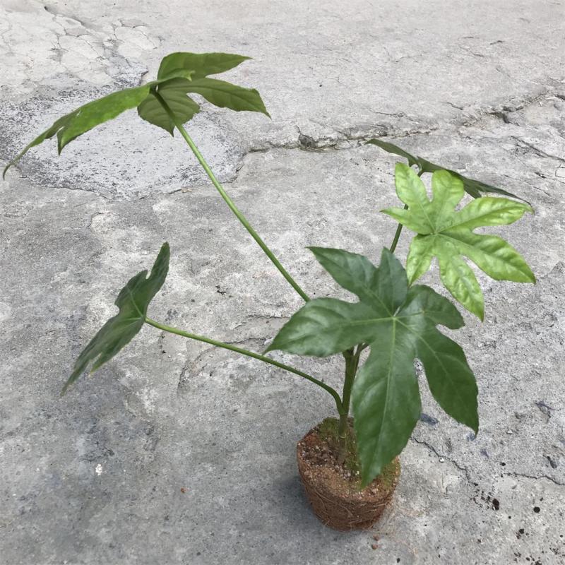八角金盘