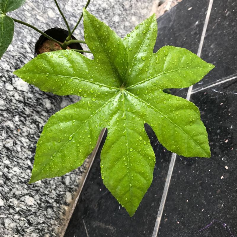 八角金盘