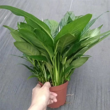 白掌