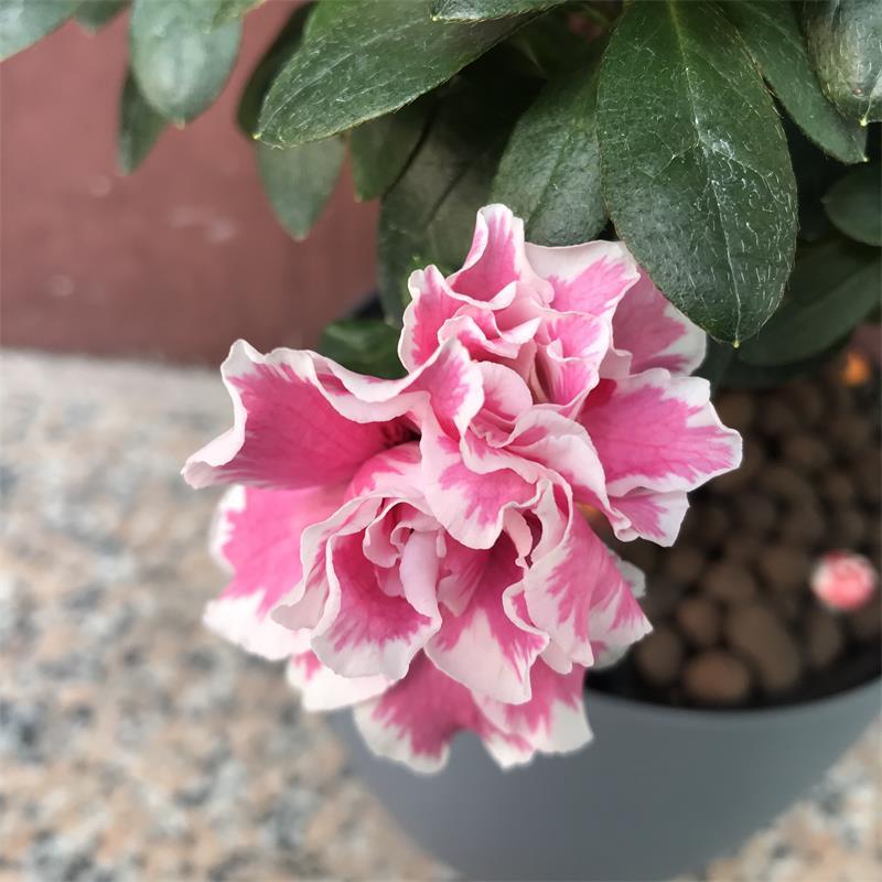 比利时杜鹃