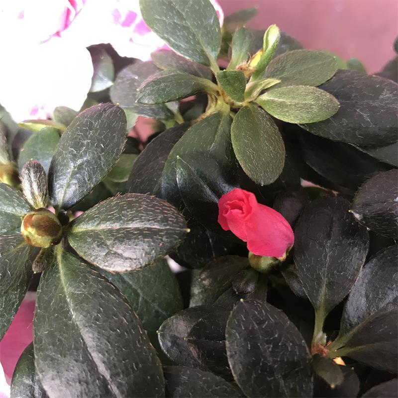 比利时杜鹃