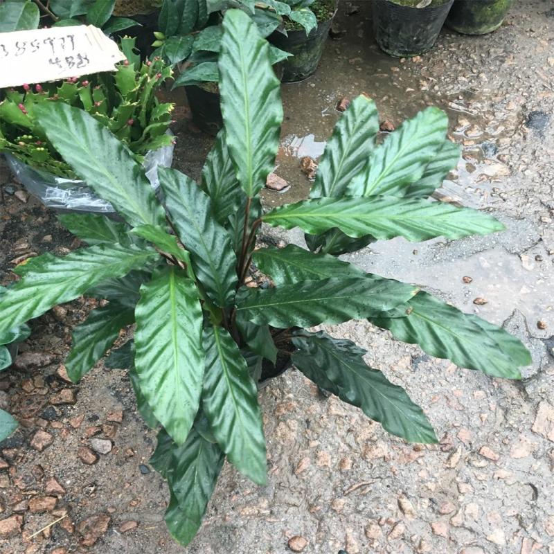 波浪竹芋