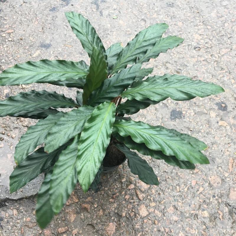 波浪竹芋