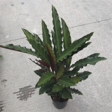 波浪竹芋