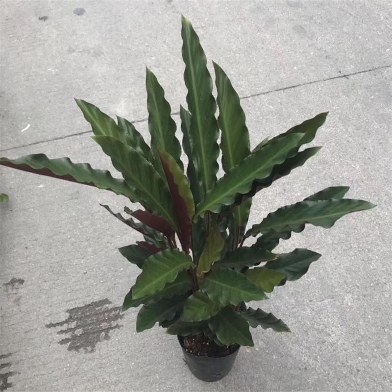 波浪竹芋