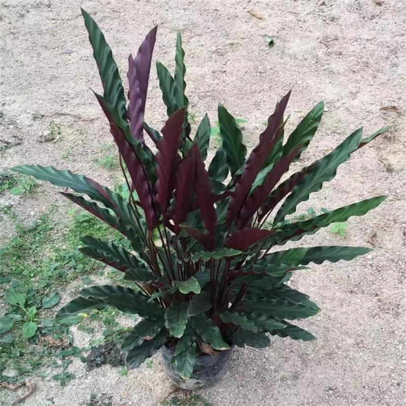 波浪竹芋