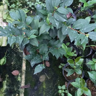 香水茶花
