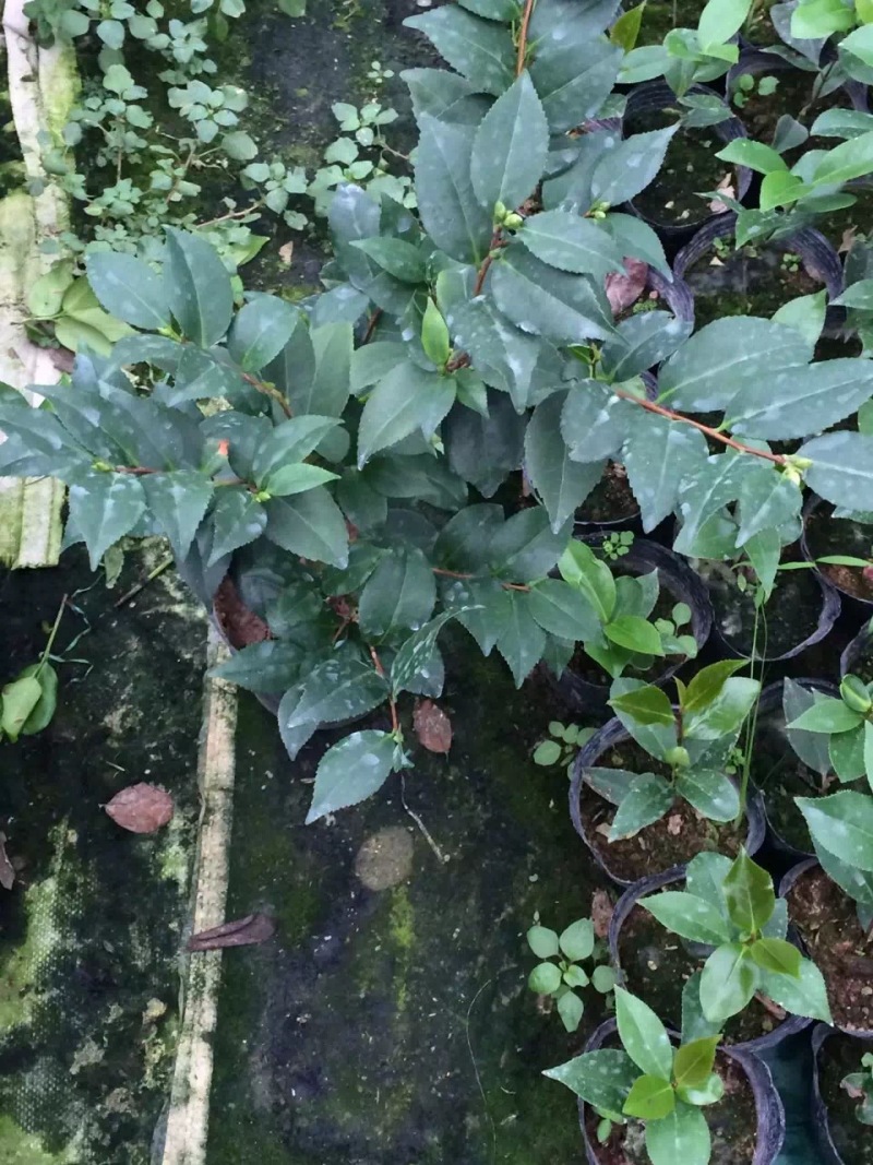 香水茶花