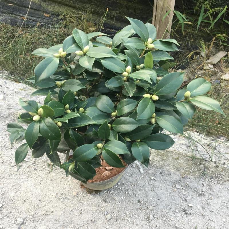 香水茶花