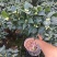 香水茶花