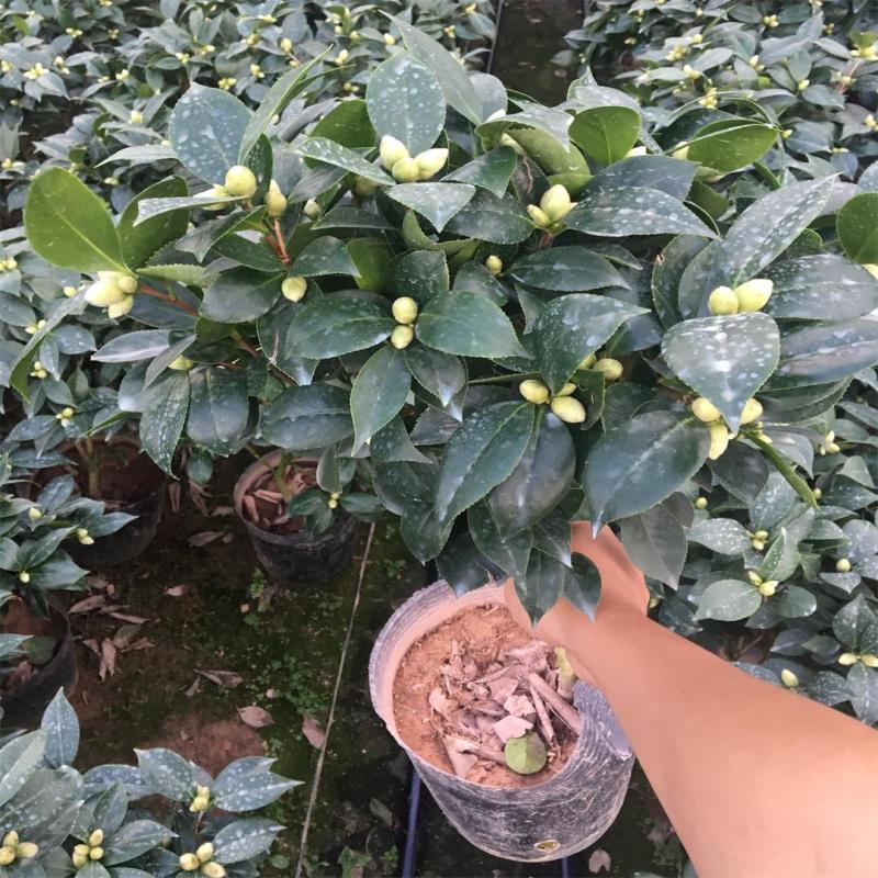 香水茶花