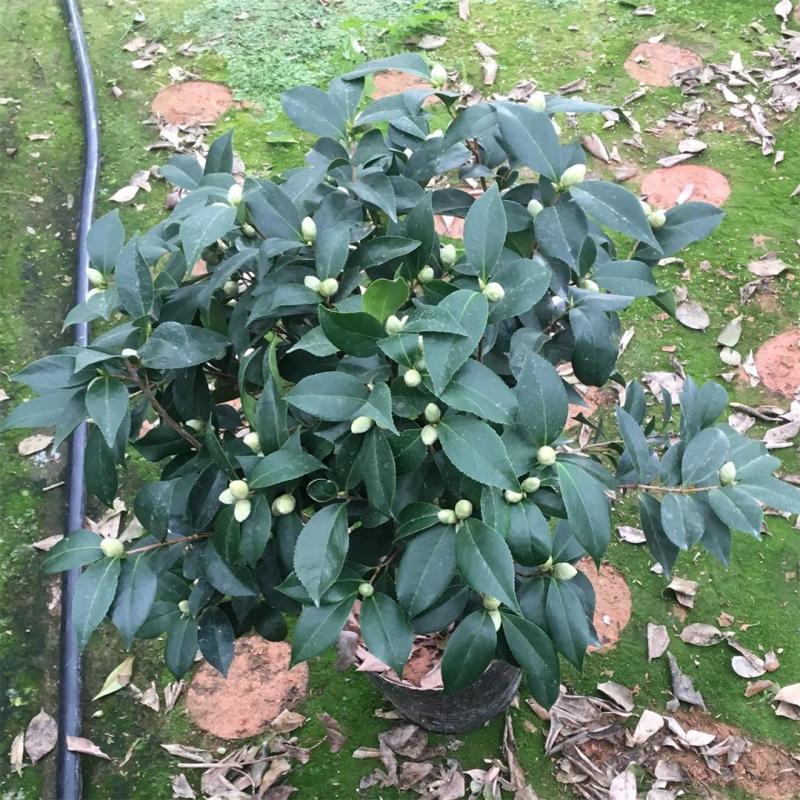 香水茶花