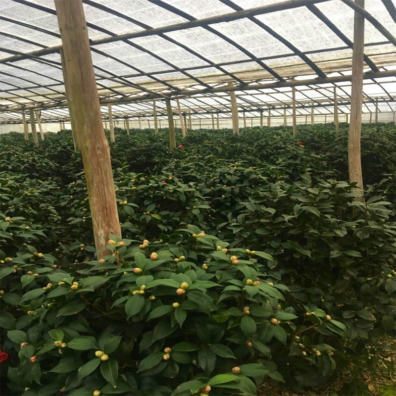 香水茶花