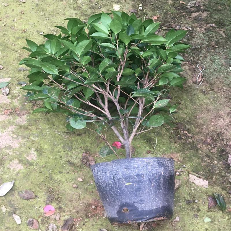 香水茶花