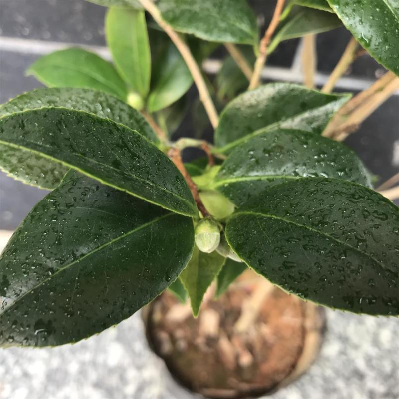 香水茶花