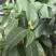 香水茶花