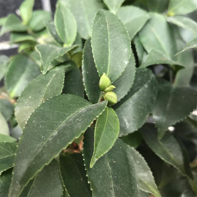 香水茶花