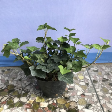 常春藤