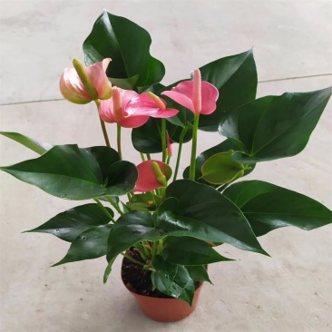 粉掌