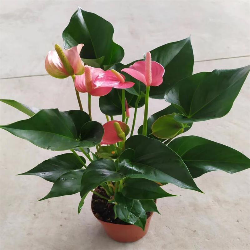 粉掌