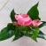 粉掌