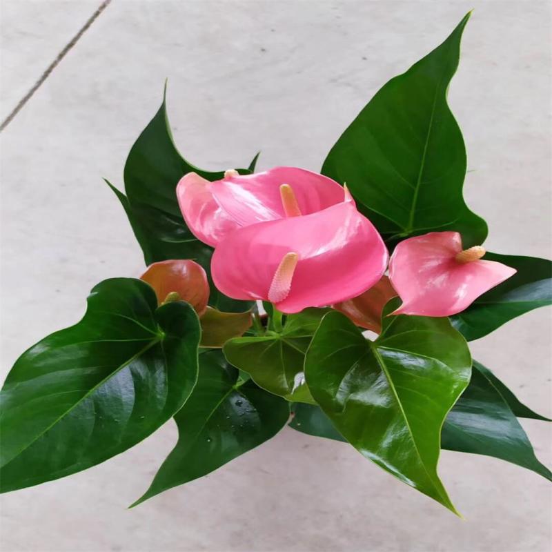 粉掌