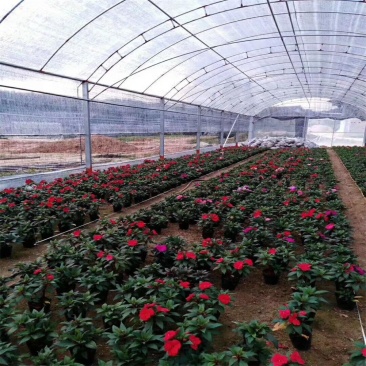 凤仙花